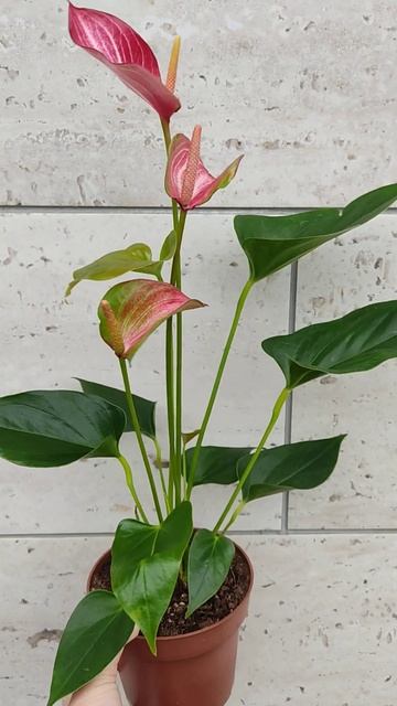 Красавец Антуриум Ливиум смотреть онлайн