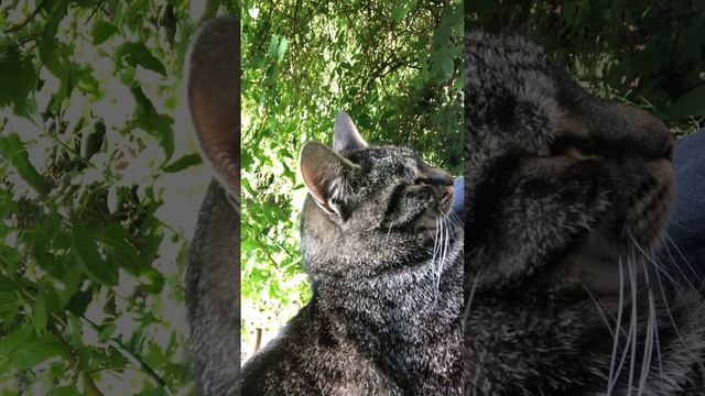 «Вы не можете просить большего, если у вас есть кошка, ? смотреть онлайн