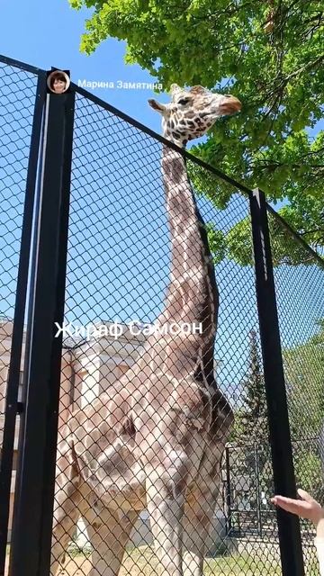 Жираф Самсон Гамлетович Ленинградов. смотреть онлайн