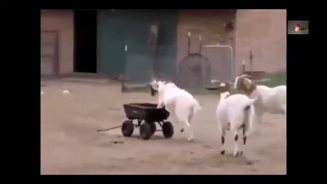 Приколы в деревне. Жесть двигатель в одну козловую силу смотреть онлайн