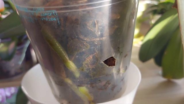 Как зацветают ОРХИДЕИ, продолжаем гулять по моей колл смотреть онлайн