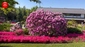 🤩🌸2025 Японский сад Краснодар для тех кто не смог попасть.