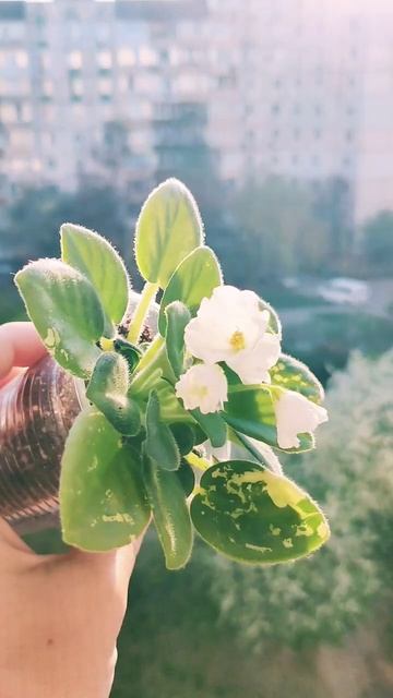 VIOLET/ФІАЛКА🌺 #фіалка #violet #plants #garden #flowers #flower #квіти#flora # смотреть онлайн