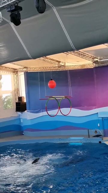 дельфины дельфинарий зима ягудина Сочи отдых дети вес смотреть онлайн