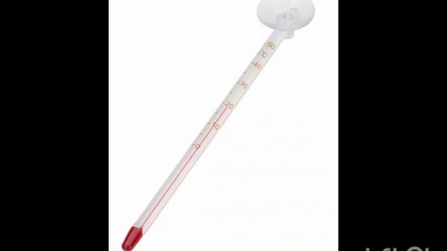 сколько стоит завести водную черепаху?