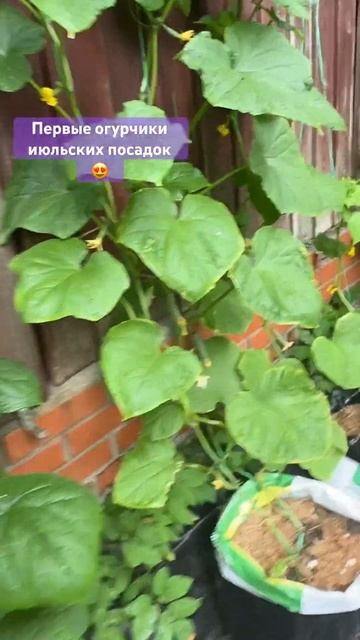 Вторая волна огурцов🤪Июльская посадка🥳 #лето2024 #дач смотреть онлайн