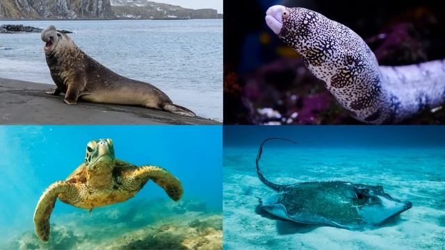 Животные - Большая викторина для детей - Какие бывают животные? смотреть онлайн