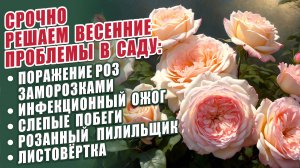 ВОСТАНОВЛЕНИЕ РОЗ ПОСЛЕ ВОЗВРАТНЫХ ЗАМОРОЗКОВ И ДРУГИЕ РЕШЕНИЯ ВЕСЕННИХ ПРОБЛЕМ В САДУ. РОЗЫ В САДУ