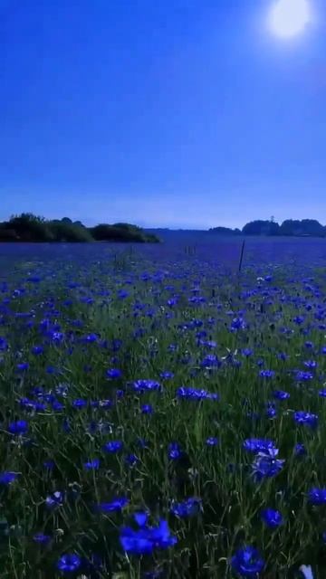 Васильковое море💙 смотреть онлайн