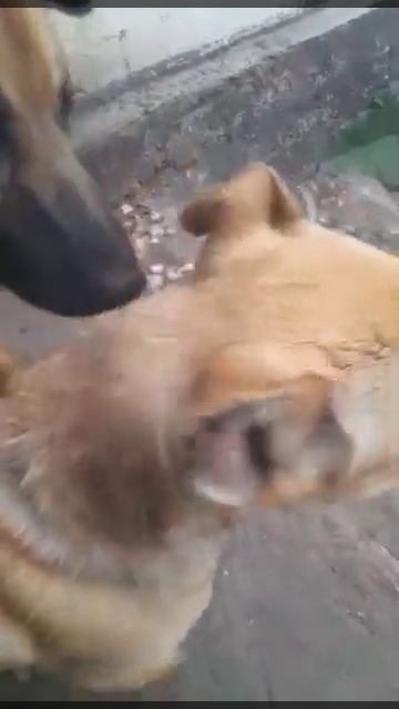 Летний денёк в Приюте Графские Собаки смотреть онлайн