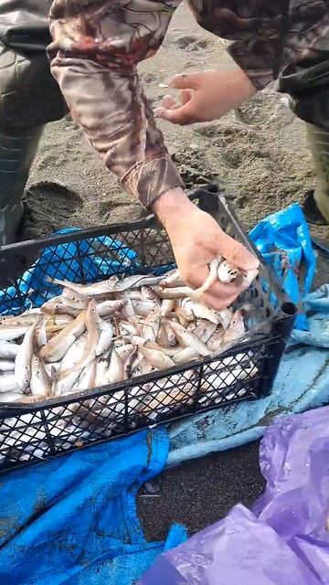 #деликатес #Грузия #рыба #барабулька #форель #лосось #ры смотреть онлайн