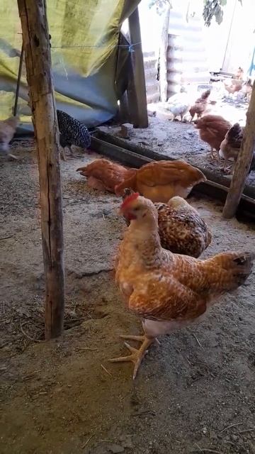 куры в теплицах смотреть онлайн