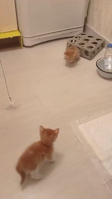 Любопытный котенок Ломоносов смотреть онлайн