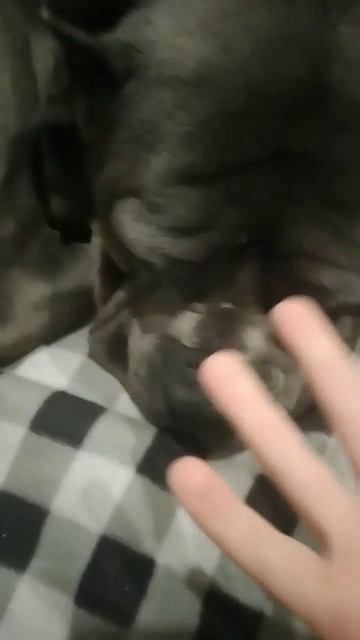 мне нужна эта собака (вес не точный) смотреть онлайн