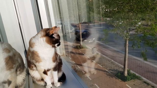 Funny Pet Animals' Life Videos. Кошка лечит ДЕПРЕССИЮ! Funny Cats! смотреть онлайн
