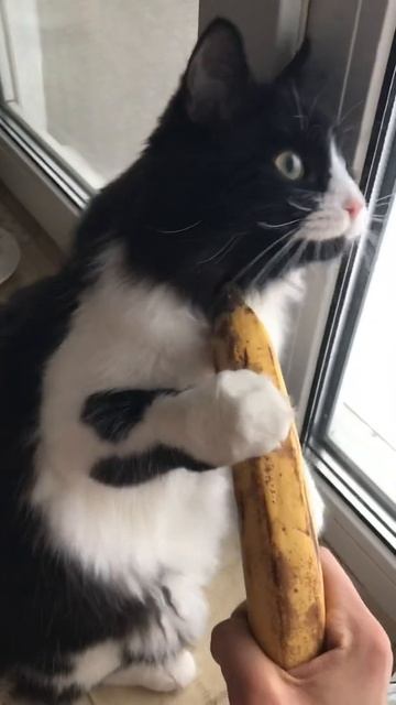 Wild cat eating banana. Funny cat смешное видео . Кошка есть банан. смотреть онлайн