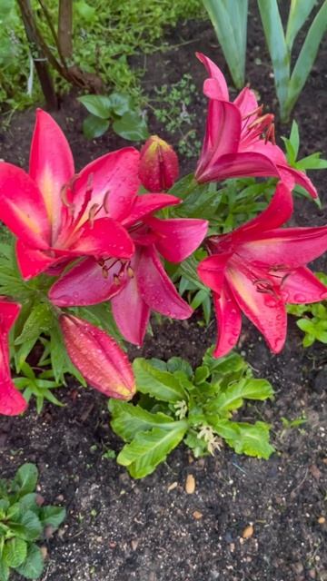 Красные лилии. А какие любите вы? #путешествие #отдых #п смотреть онлайн