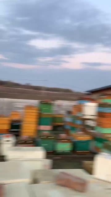 Когда ты уже ко мне в гости приедешь на пасеку? Экскурс смотреть онлайн