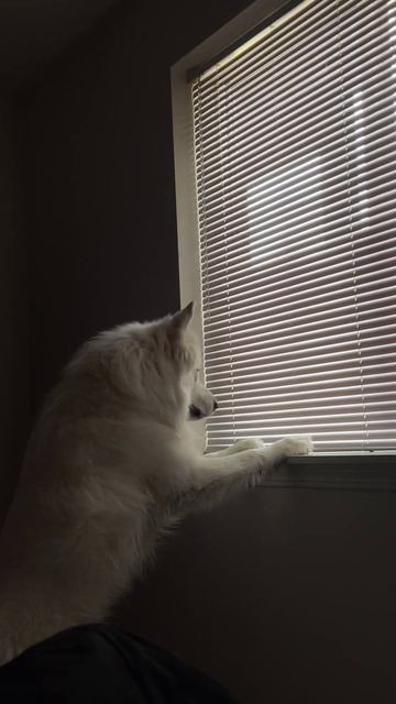 Они едят Котов смотреть онлайн