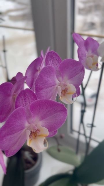 #орхидеи #любимыецветы #цветутцветы смотреть онлайн