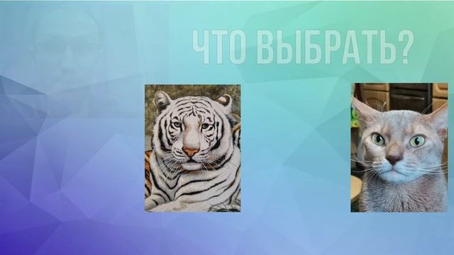Кот или работа? Когда ты на работе, а твой кот дома голодный. Смешной кот КотДзен и его приколы смотреть онлайн