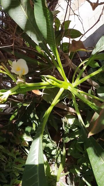 Дерево называется Плюмерия.🌳🌸 Родом из Шри Ланки.Оч? смотреть онлайн