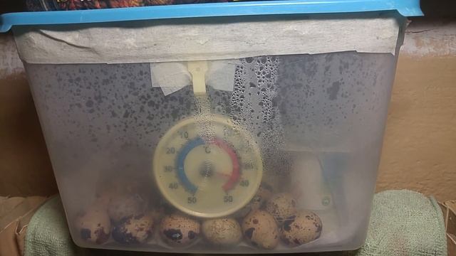 Выведение перепелов на батарее в домашних условиях. Эксперимент 2019г. смотреть онлайн