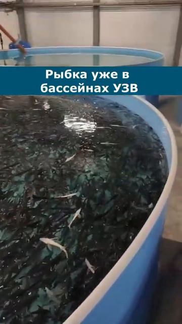 Рыбка в бассейне УЗВ #рыба #узв #акварост #бизнесвдере смотреть онлайн
