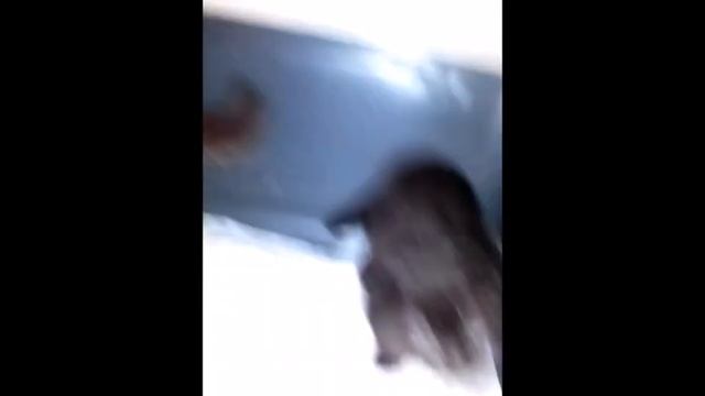 #shorts КОТЯТА МАНЧКИН НОЧНЫЕ ЗАБАВЫ смотреть онлайн