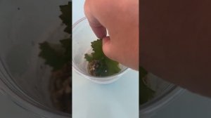 Самый простой и надежный способ укоренения бегонии