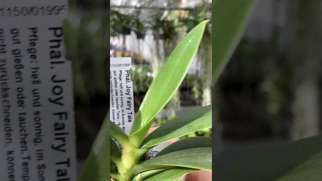 В немецком питомнике орхидей в городе Schwerte 03.2025 смотреть онлайн