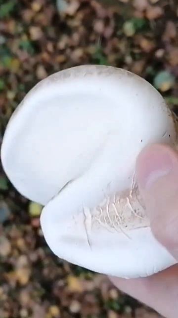 Трутовик берёзовый. Трутовик окаймлённый. 30 сентября 2 смотреть онлайн