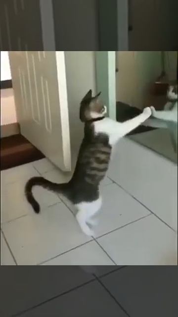 - ЧТО ЗА МОРДА В МОЁМ ДОМЕ?... ИНТЕРЕСНО, КТО ТЫ ЕСТЬ?...:)))? смотреть онлайн