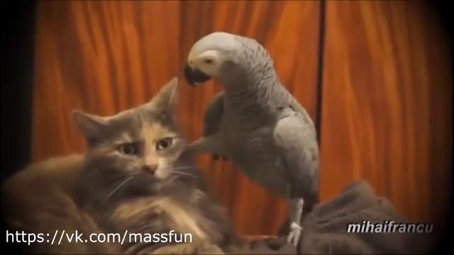Попугай донимает кота смотреть онлайн