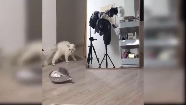 ПРИКОЛЫ С ЖИВОТНЫМИ, САМЫЕ СМЕШНЫЕ КОТЫ И КОШКИ🤣 смотреть онлайн