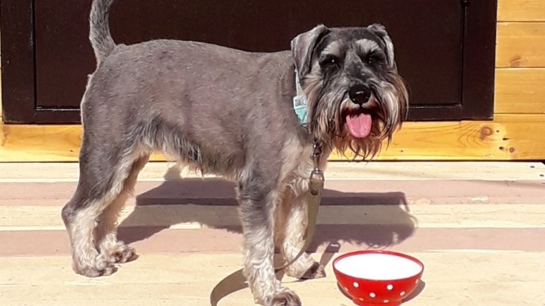 человек собаке друг смотреть онлайн