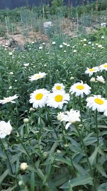 Серединки - наши желтые солнышки ...#лето #красота смотреть онлайн