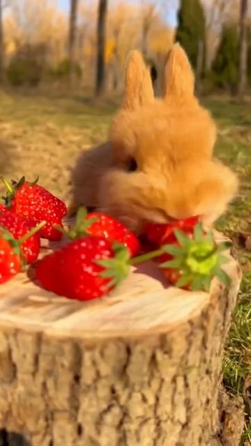 Кролик ест клубнику смотреть онлайн