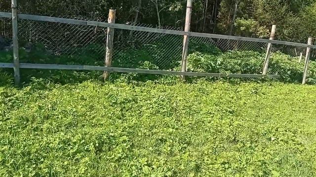 Моё Хозяйство/Весенний Выпас/Детёныши/Звери Едят Трав