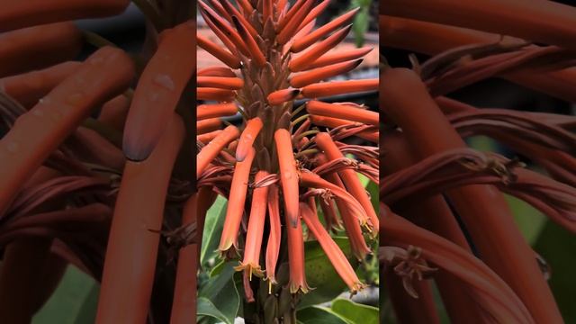 Gornensky Convent Цветущий алоэ. Горненский монастырь в Иерус? смотреть онлайн