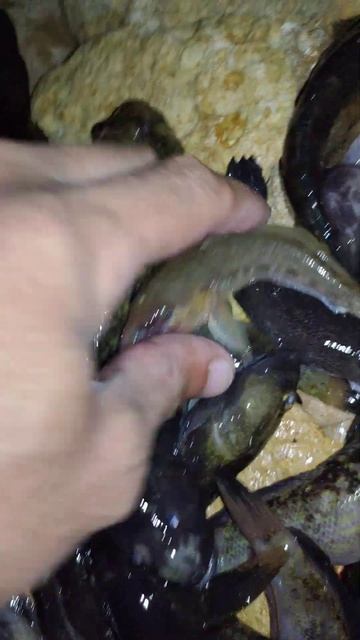 Рыбалка Черное море 17 сентября 2024 года бычка полно и к? смотреть онлайн