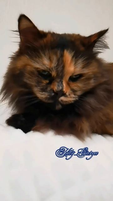 2❤️Шанс есть всегда 🌹❤️🔥 Кошечка Гуся 💔Kitty_Gusya ? смотреть онлайн