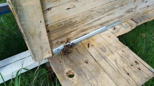 Обрадовались пчëлки.