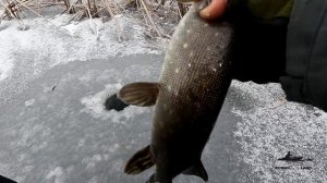 Зимняя Рыбалка на ЩУКУ в Глухозимье . На ЭТУ Приманку Щ