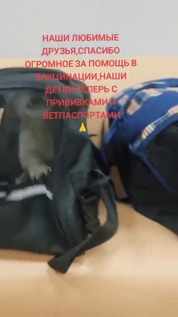 #спасение #собака #помощь +79831072227 #животные Т банк озон смотреть онлайн