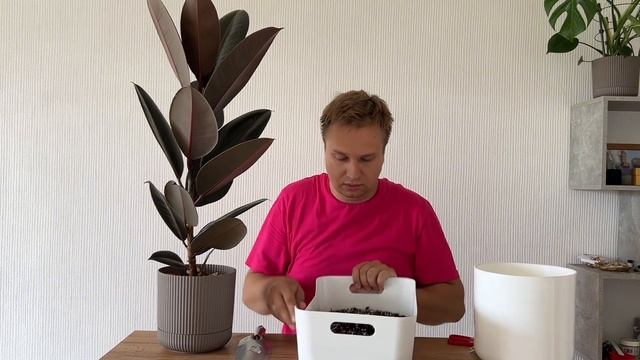 Пересадка фикуса Абиджан