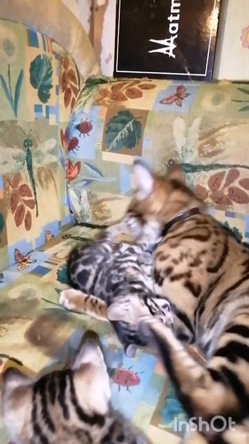 Бенгальские котята 1 месяц и старший брат Лев 1год💞 смотреть онлайн