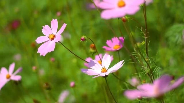 Ужасающие истории на ночь: Щедрый вечер, полный страха смотреть онлайн