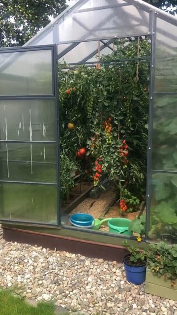 ТОМАТЫ В ТЕПЛИЦЕ 1 АВГУСТА смотреть онлайн