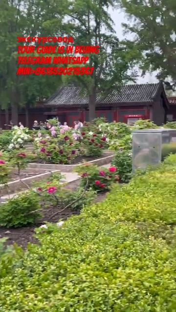 Китайский пион очень красивый.#beijing #travel #китай #китай смотреть онлайн